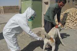 واکسیناسیون رایگان بیش از 600 قلاده سگ گله و نگهبان در مه ولات  